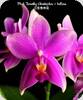 P. Timothy Christopher x bellina